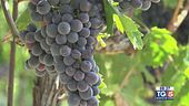 Gusto diVino: Rosso Apiceno Superiore