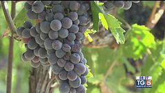 Gusto diVino: Rosso Apiceno Superiore