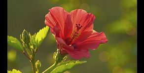Il benessere della natura