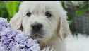 L'amore per gli animali, tra ricordi e affetto
