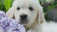 L'amore per gli animali, tra ricordi e affetto