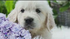 L'amore per gli animali, tra ricordi e affetto