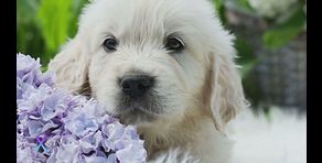 L'amore per gli animali, tra ricordi e affetto