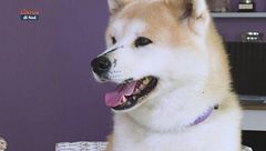 Una tolettatura a regola d'arte