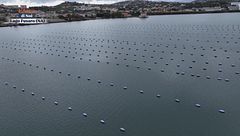 Una gemma rigenerata