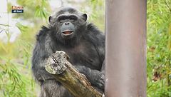 Gli animali e la musica