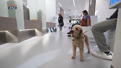 Psyco-dog: l'importanza dei cani negli ospedali