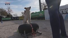 L'Educa-cani: gli sport cinofili