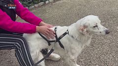 Reiki anche per i cani