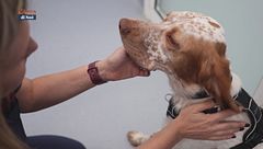 I consigli del veterinario