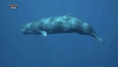 Mare sotto pressione