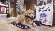 L'Educa-cani