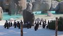 La colonia di pinguini nel parco Zoom