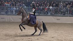 La disciplina della Monta all'Amazzone