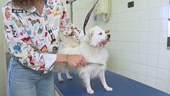 Una toelettatura ad opera d'arte