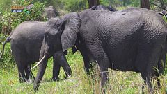La grande migrazione - prima parte