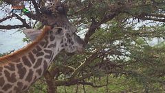 La grande migrazione - seconda parte