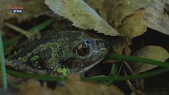 Racconti invertebrati