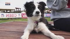 L'Educa-cani: il maneggiamento