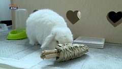 Preziosi consigli per un coniglio felice