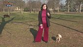 I consigli della pet-sitter