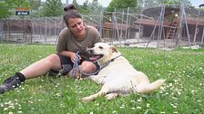 Il Sanpa Dogs a Rimini
