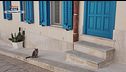 Gatti di frontiera