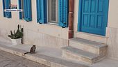 Gatti di frontiera