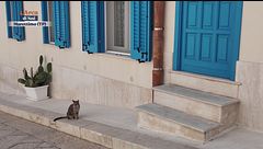 Gatti di frontiera