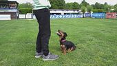 L'educa-cani