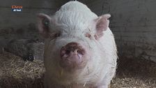 L'associazione Vita da cani