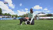 L'Educa-cani: i cani che mordicchiano per gioco