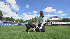 L'Educa-cani: i cani che mordicchiano per gioco