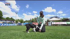 L'Educa-cani: i cani che mordicchiano per gioco