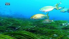 Il Racconto del mare