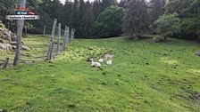 Verde naturale