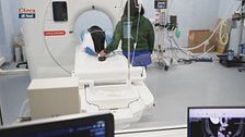 L'epilessia nel cane