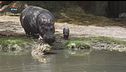 Nasce al parco Natura Viva l'unico baby ippopotamo d'Italia