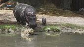 Nasce al parco Natura Viva l'unico baby ippopotamo d'Italia