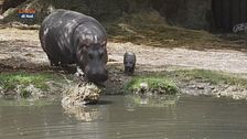 Nasce al parco Natura Viva l'unico baby ippopotamo d'Italia