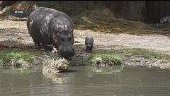 Nasce al parco Natura Viva l'unico baby ippopotamo d'Italia