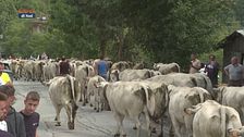 Caluma el Vache