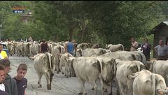 Caluma el Vache