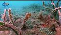 Un pesce davvero straordinario: il cavalluccio marino