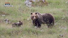 Amico Orso