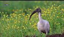 SpeciAli: l'Ibis Sacro