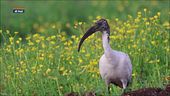 SpeciAli: l'Ibis Sacro