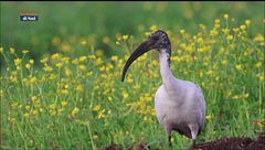 SpeciAli: l'Ibis Sacro