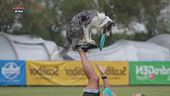 L'educa-cani: Disc dog