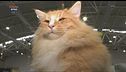 Mondo Gatto